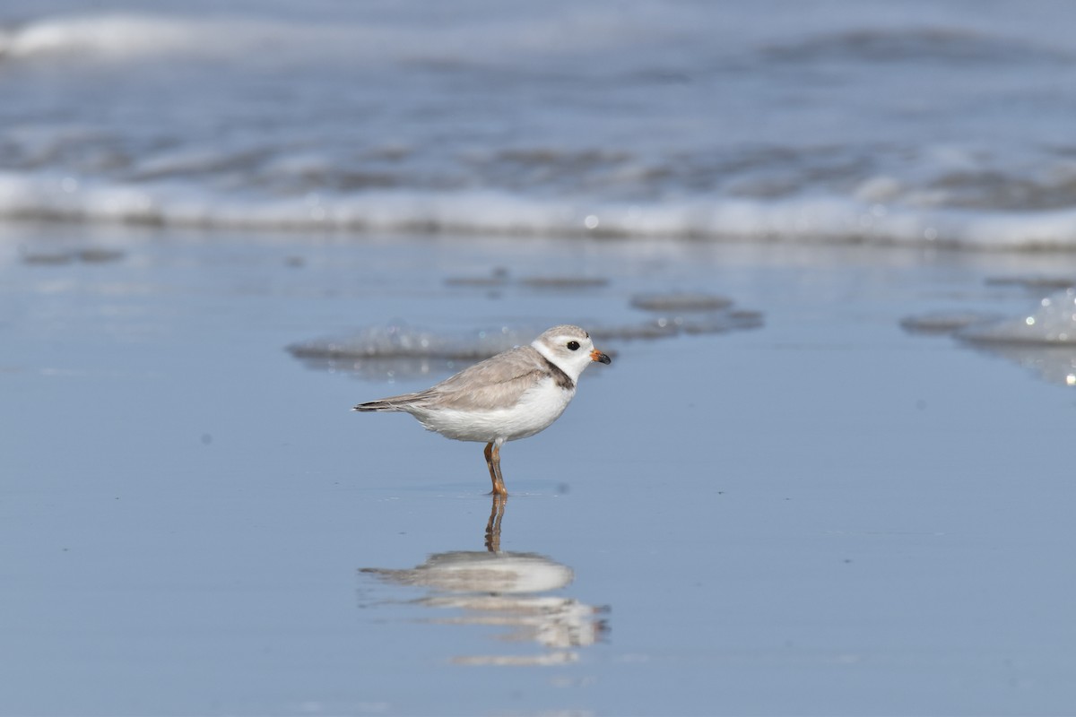Piping Plover - ML616093134