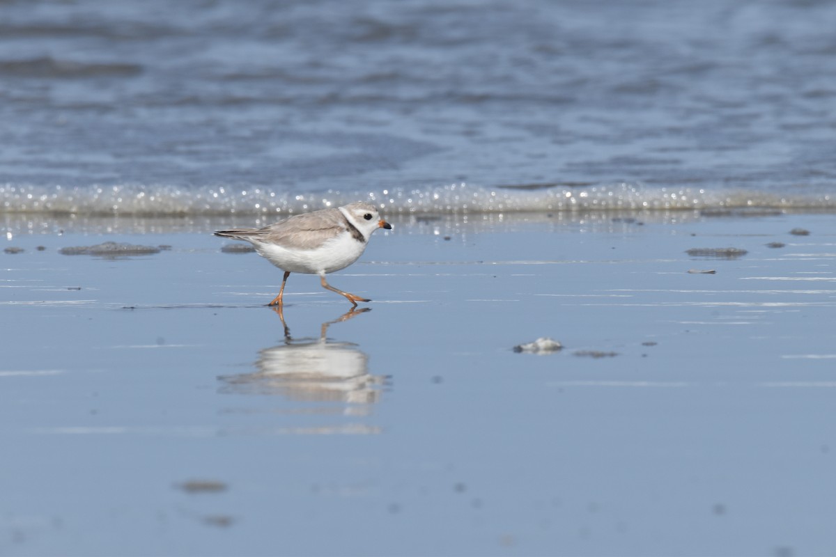 Piping Plover - ML616093143