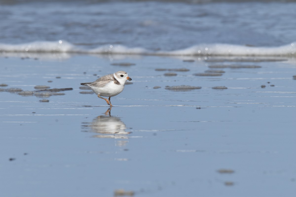 Piping Plover - ML616093145