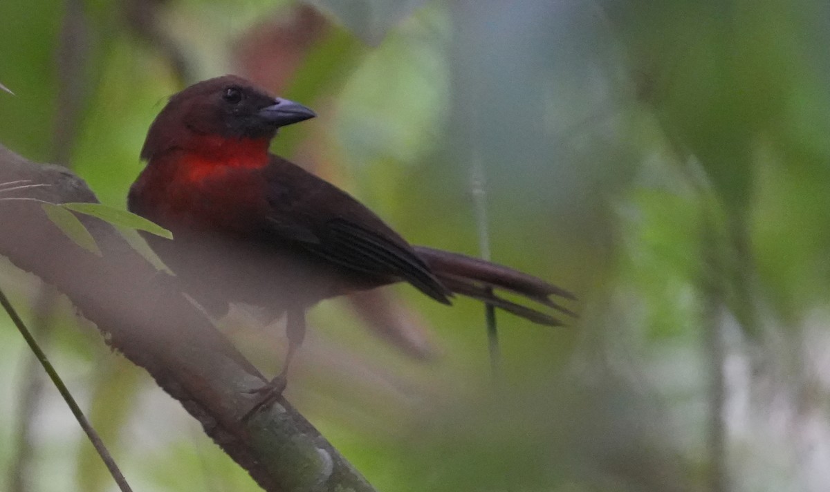 Red-throated Ant-Tanager - ML616093150