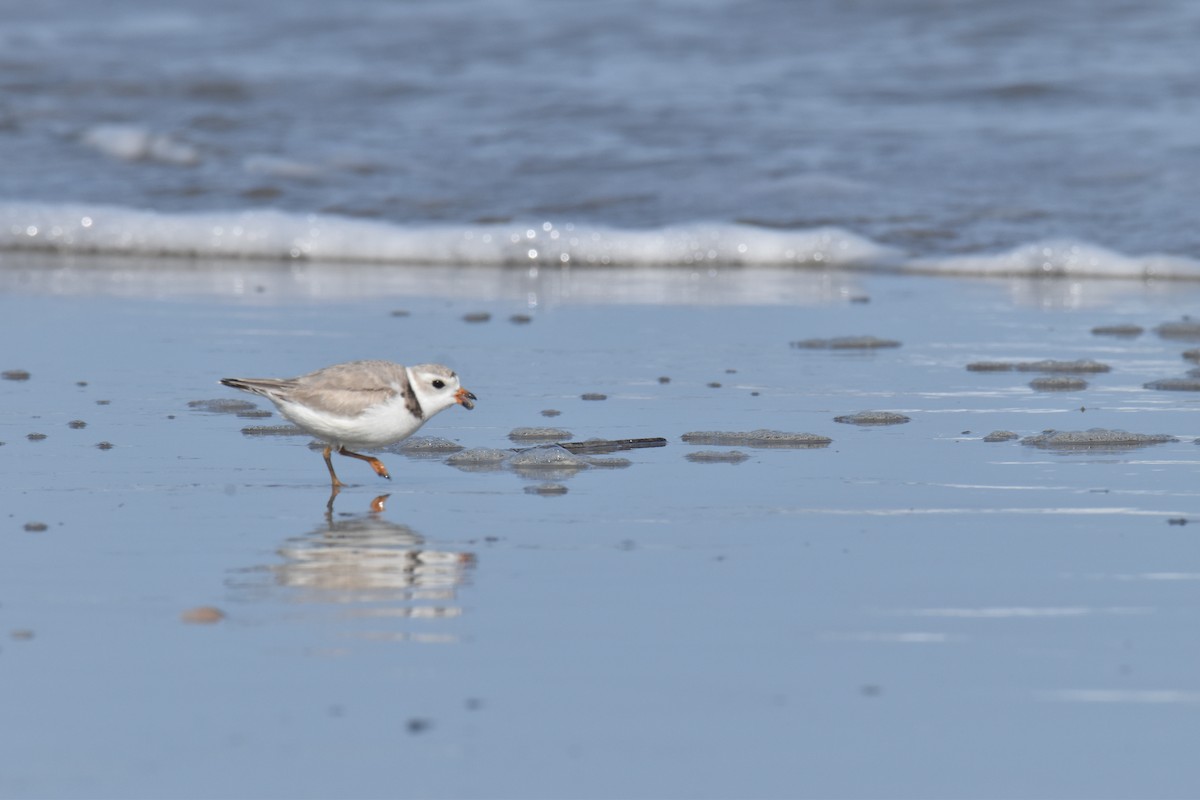 Piping Plover - ML616093151