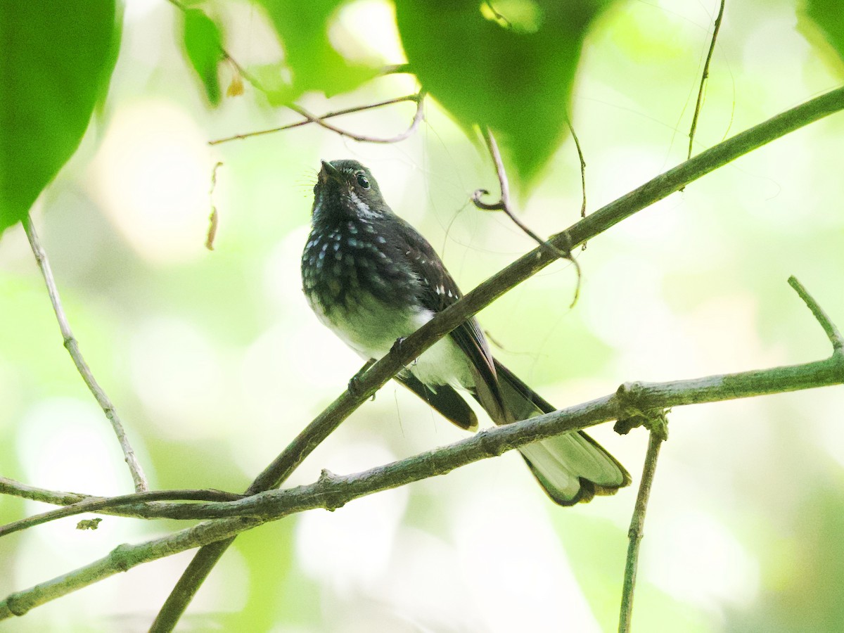 Spotted Fantail - ML616093172