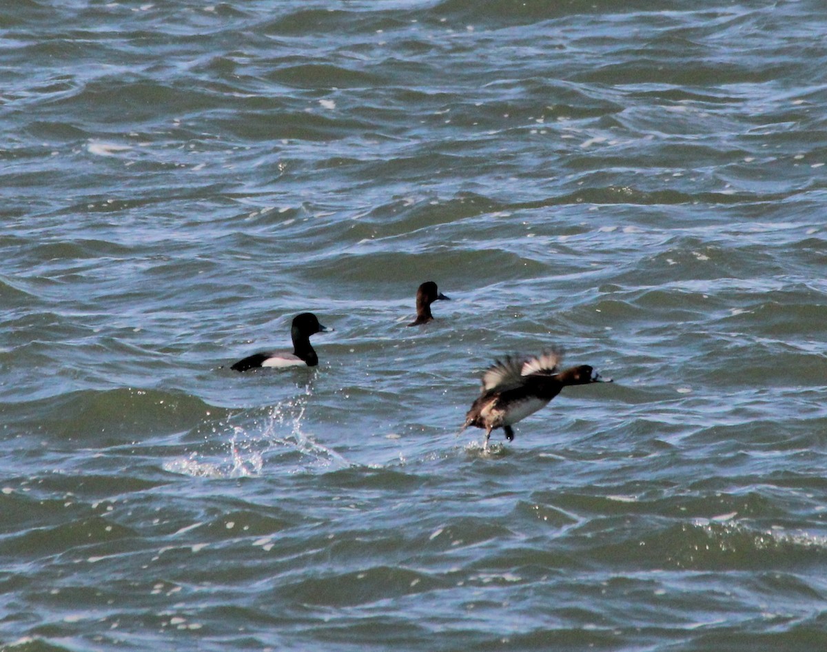 Greater/Lesser Scaup - Beverly Dant