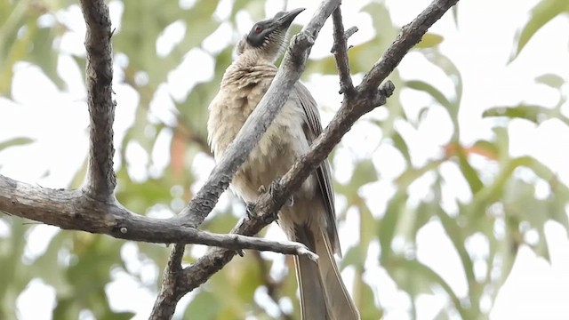Silver-crowned Friarbird - ML616093455