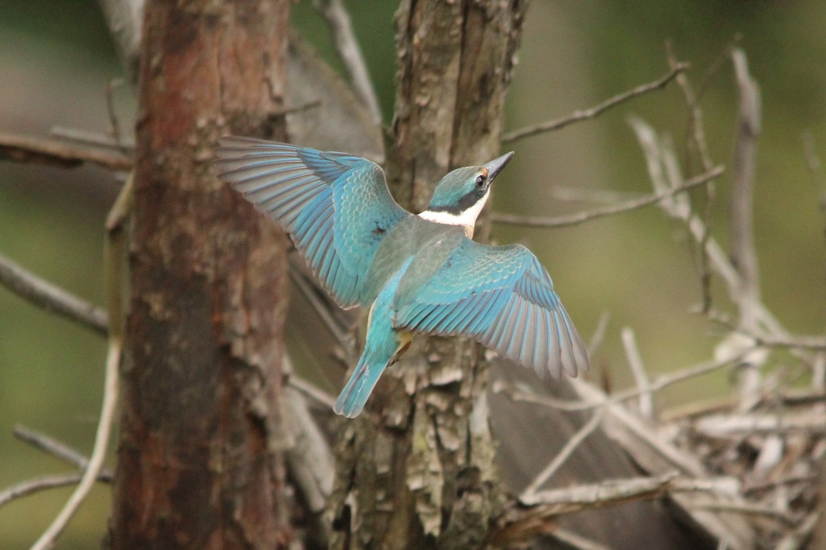 Sacred Kingfisher (Australasian) - ML616093509