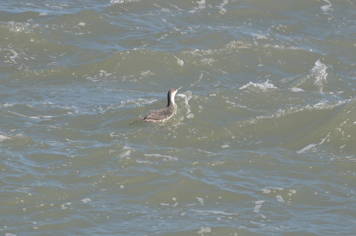 Red-throated Loon - ML616093533