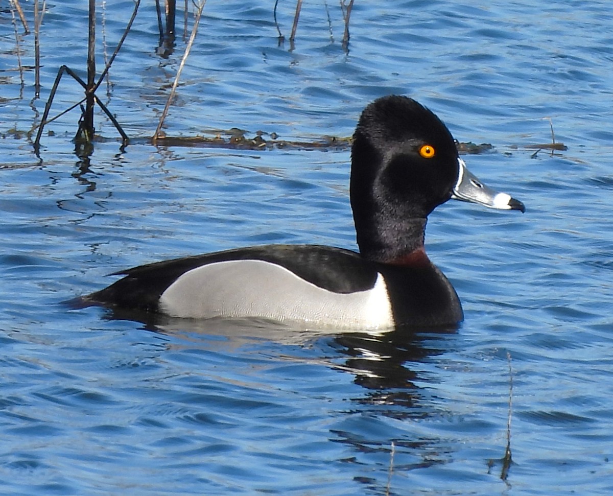 Ring-necked Duck - ML616093733