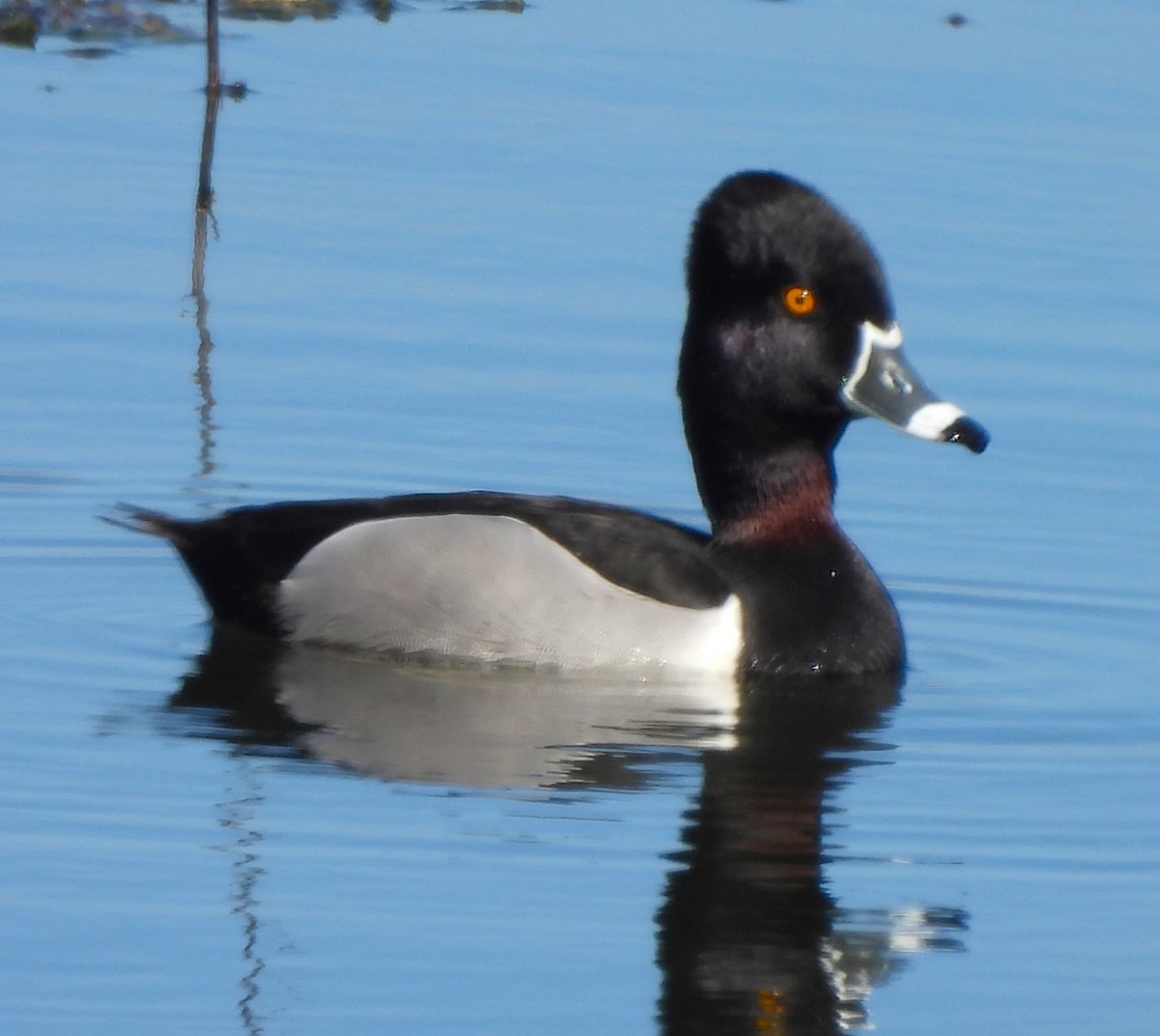 Ring-necked Duck - ML616093734