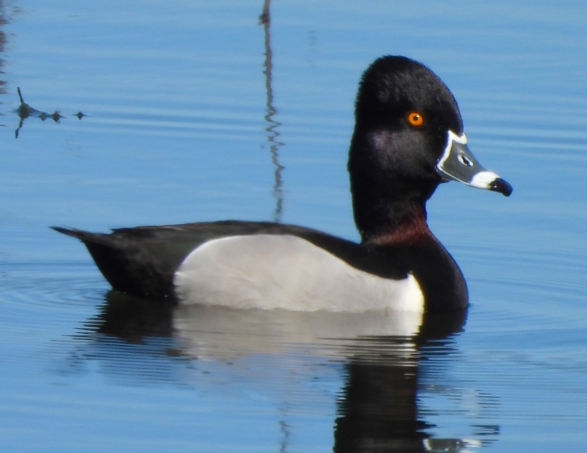 Ring-necked Duck - ML616093737