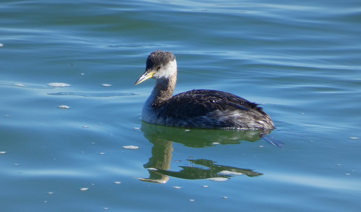 Red-necked Grebe - Kevin Liberg