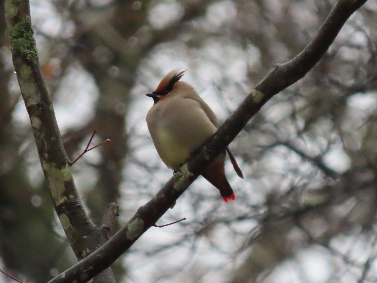 Japanese Waxwing - ML616093916