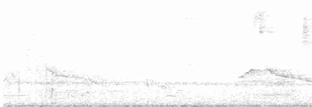 White-eared Monarch - ML616094033