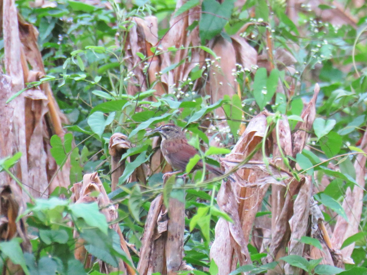 Rusty Sparrow - ML616094147