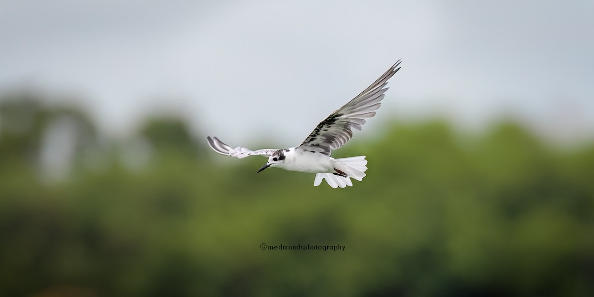 White-winged Tern - ML616094264