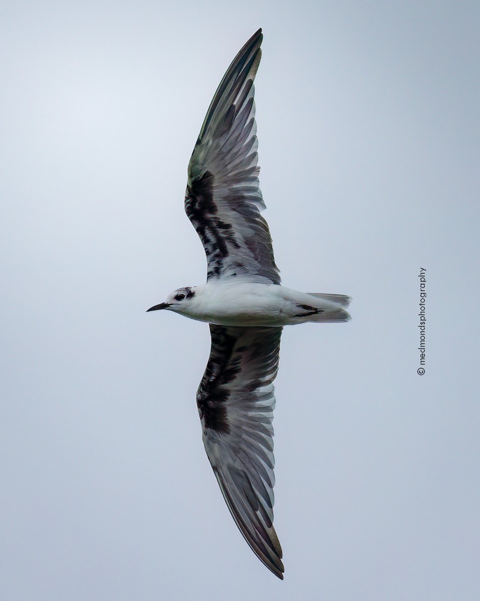 White-winged Tern - ML616094265