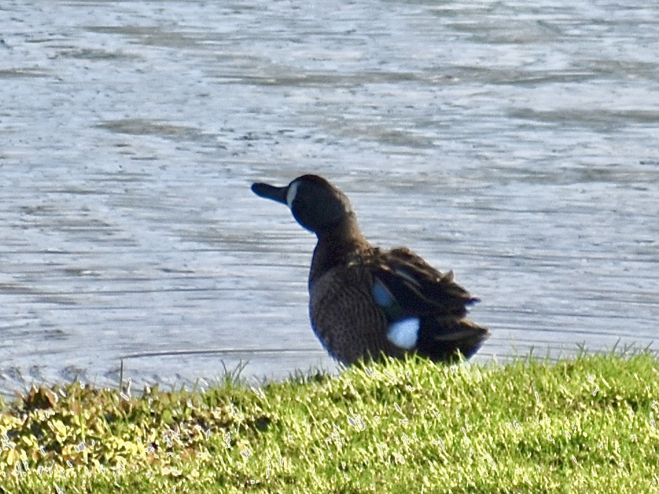Blue-winged Teal - ML616094344