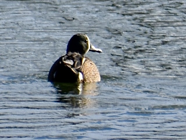 Blue-winged Teal - ML616094350