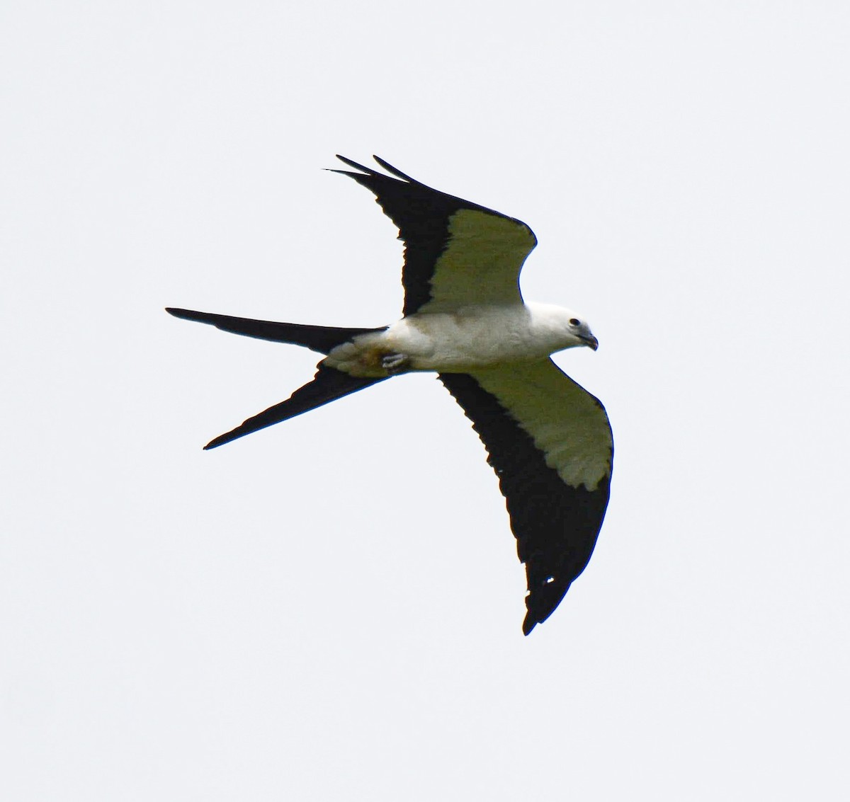 Swallow-tailed Kite - Jeffry Morataya