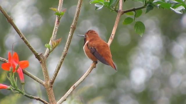 Rufous Hummingbird - ML616094544