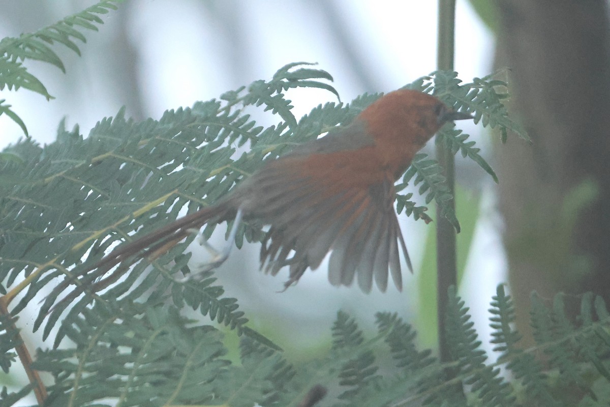 Rusty-headed Spinetail - ML616094779