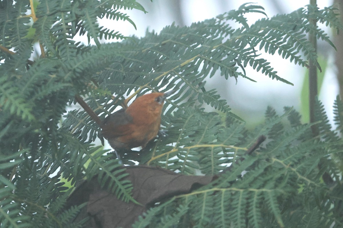 Rusty-headed Spinetail - ML616094780