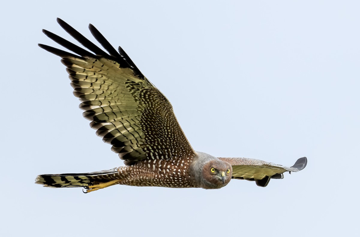 Spotted Harrier - Richard Simmonds