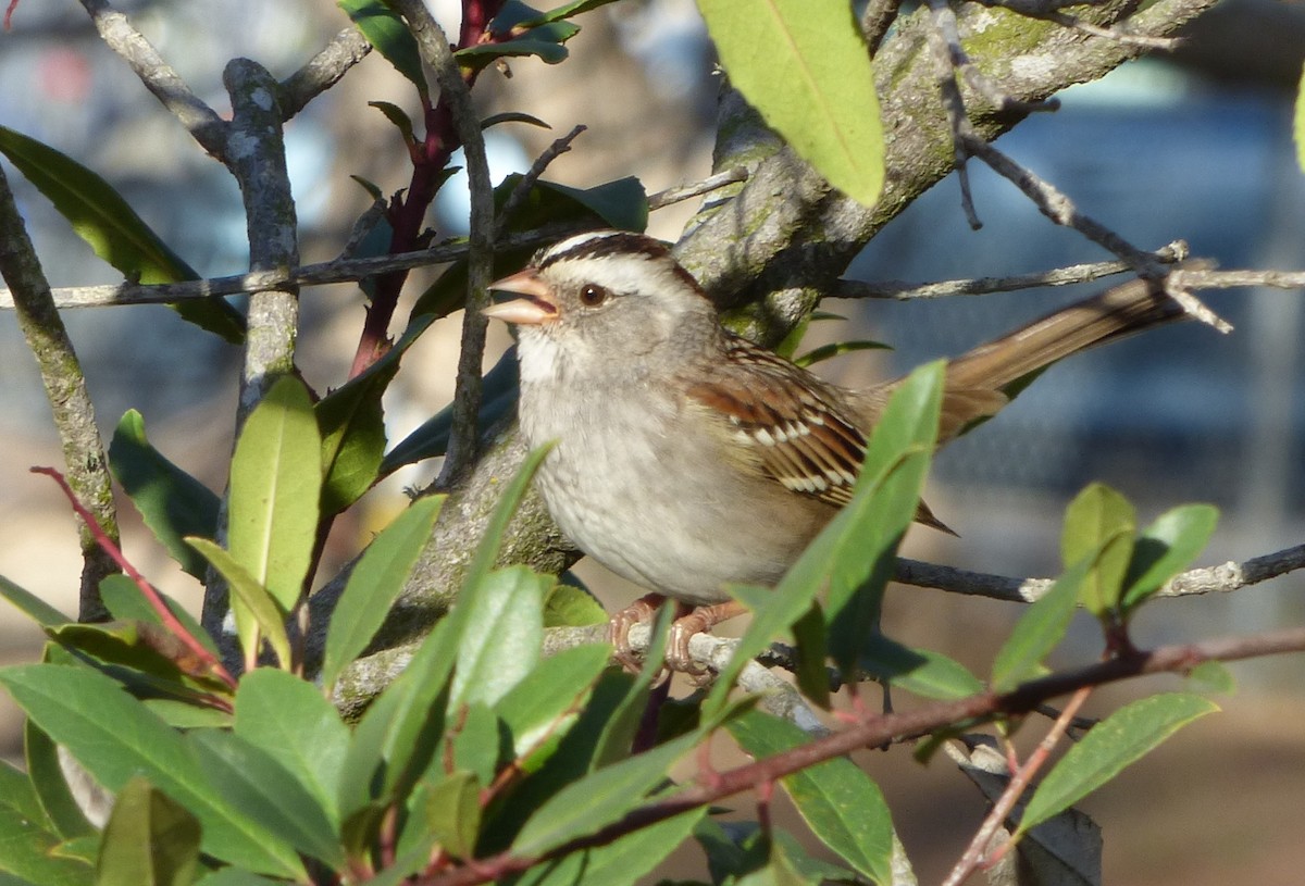 White-crowned x White-throated Sparrow (hybrid) - ML616094972