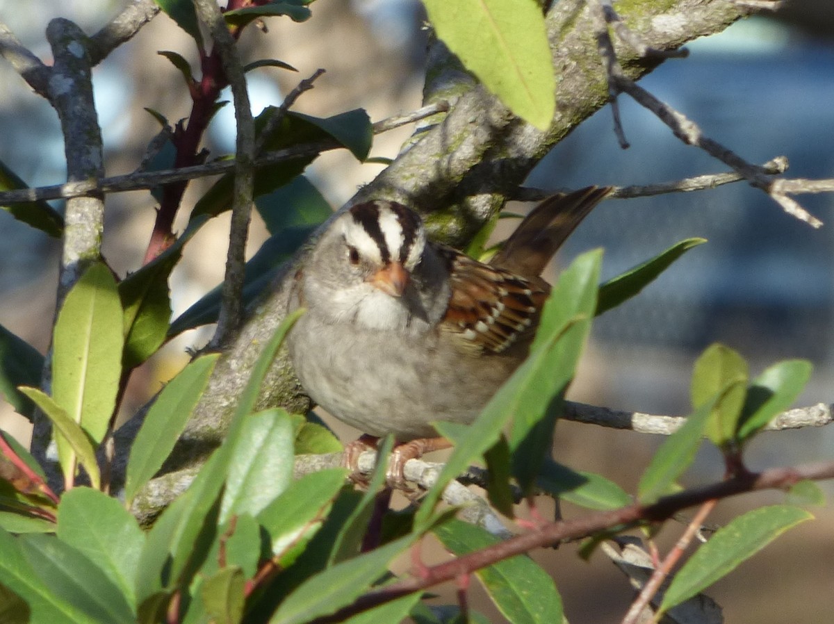 White-crowned x White-throated Sparrow (hybrid) - David Compton
