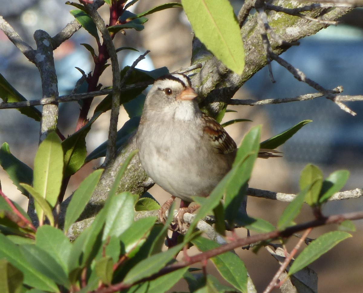 White-crowned x White-throated Sparrow (hybrid) - David Compton