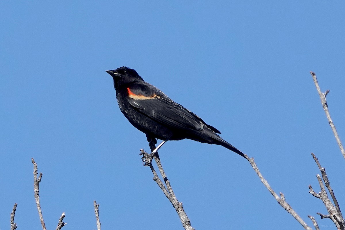Red-winged Blackbird - Steve Neely