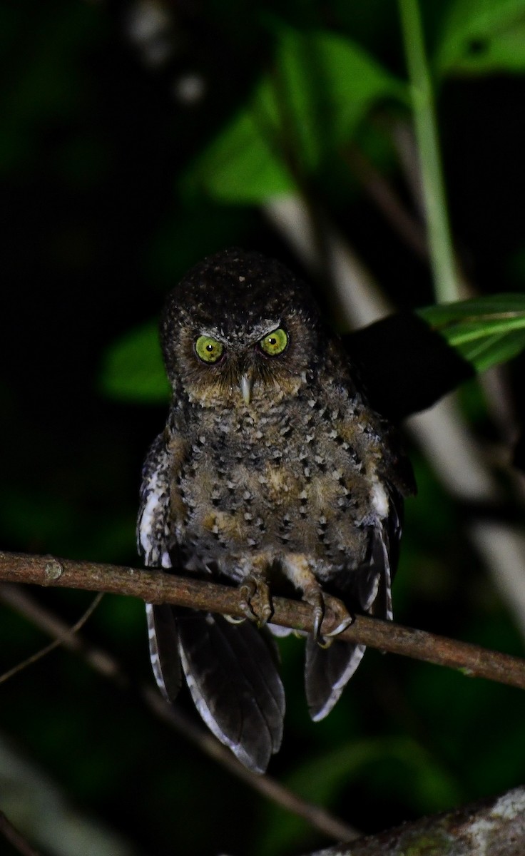 Andaman Scops-Owl - ML616095083
