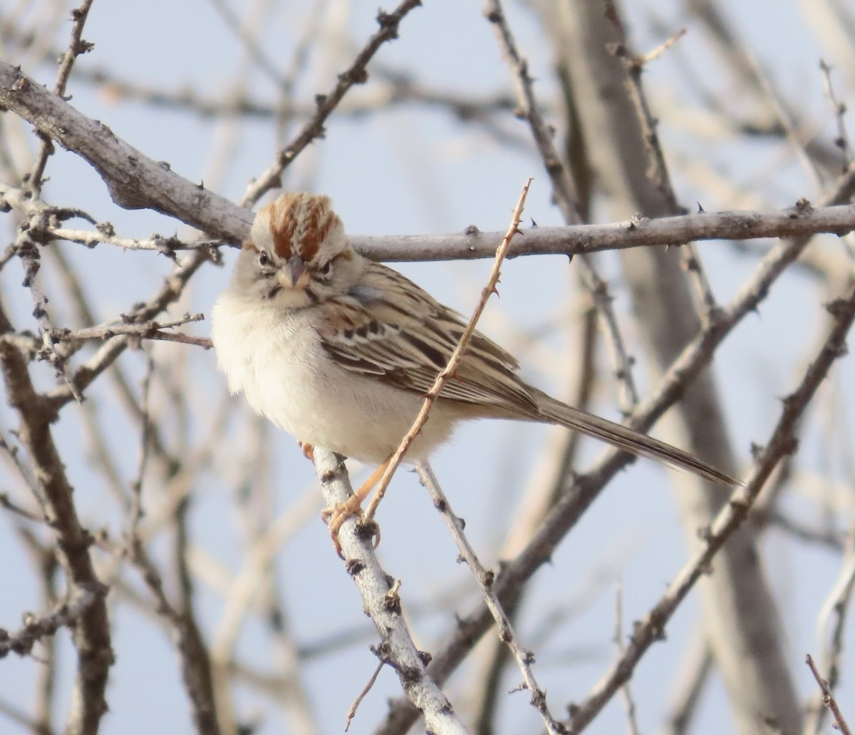 Rufous-winged Sparrow - ML616095085