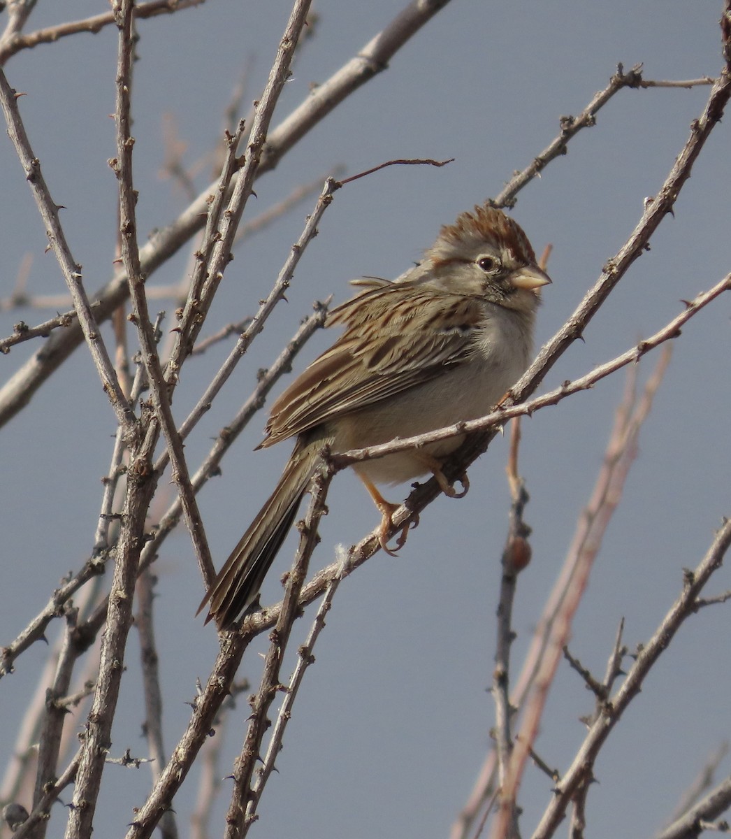 Rufous-winged Sparrow - ML616095086
