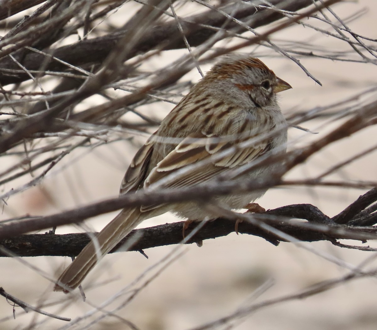 Rufous-winged Sparrow - ML616095087