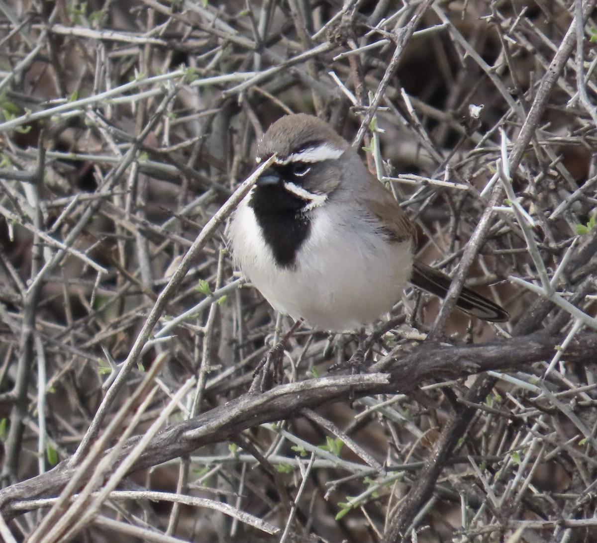 Black-throated Sparrow - ML616095090