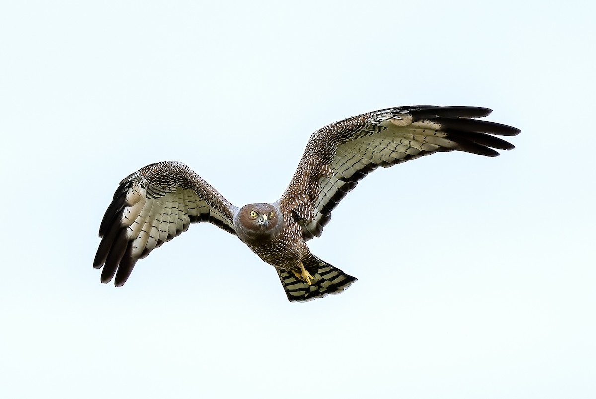 Spotted Harrier - ML616095095