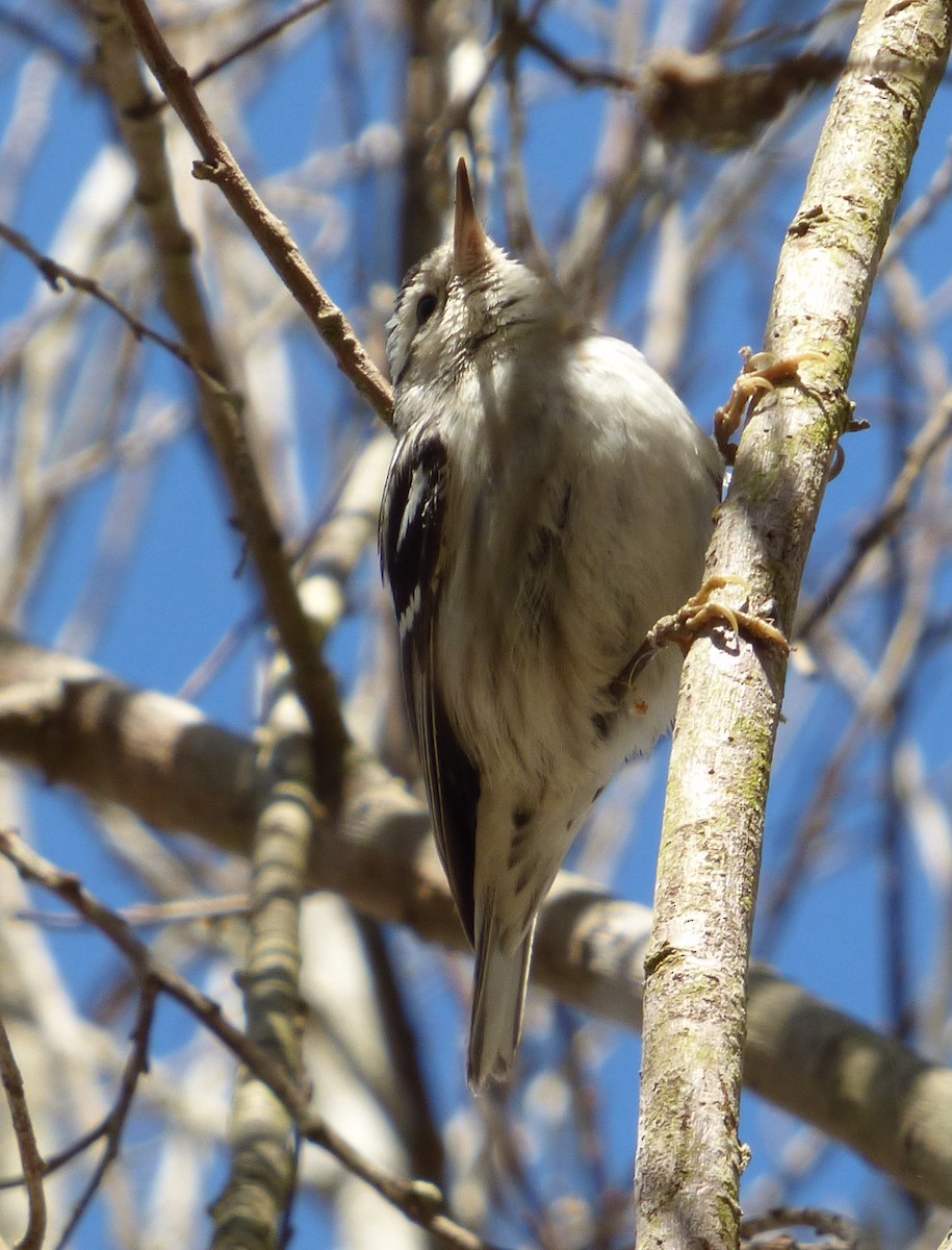 Black-and-white Warbler - ML616095127
