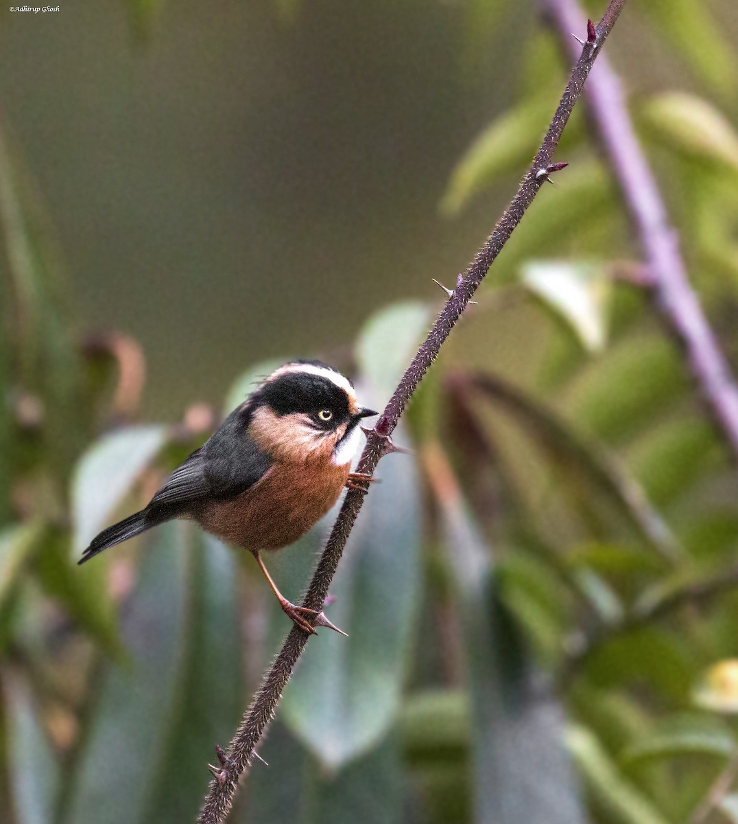Black-browed Tit (Rufous-fronted) - ML616095160