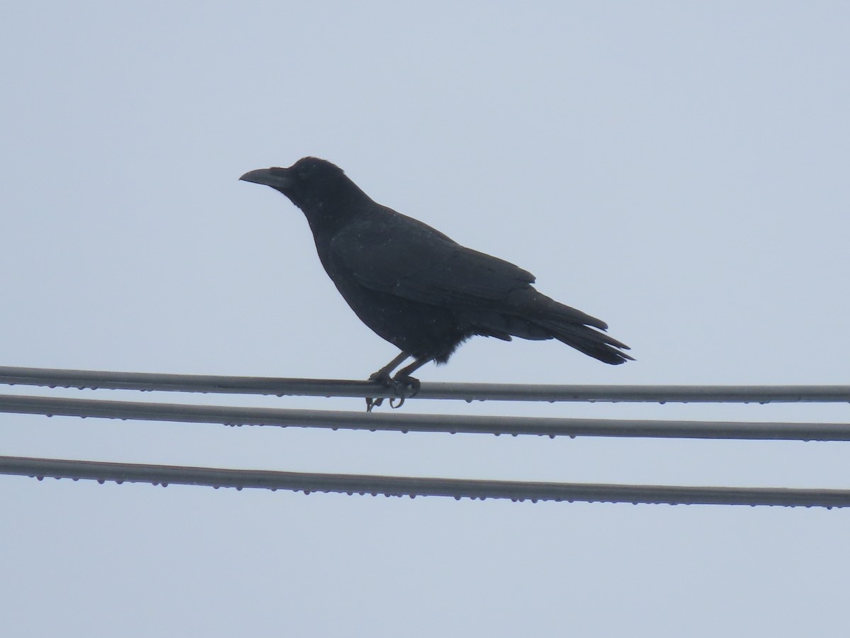 Large-billed Crow - ML616095170