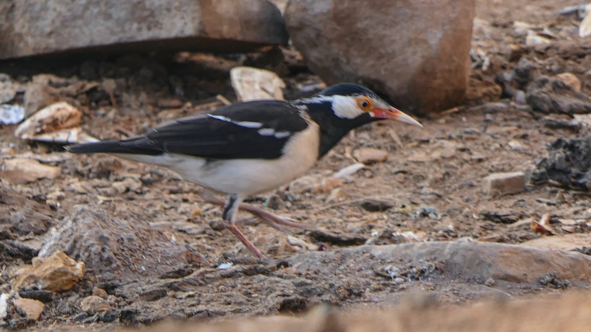 Indian Pied Starling - ML616095209