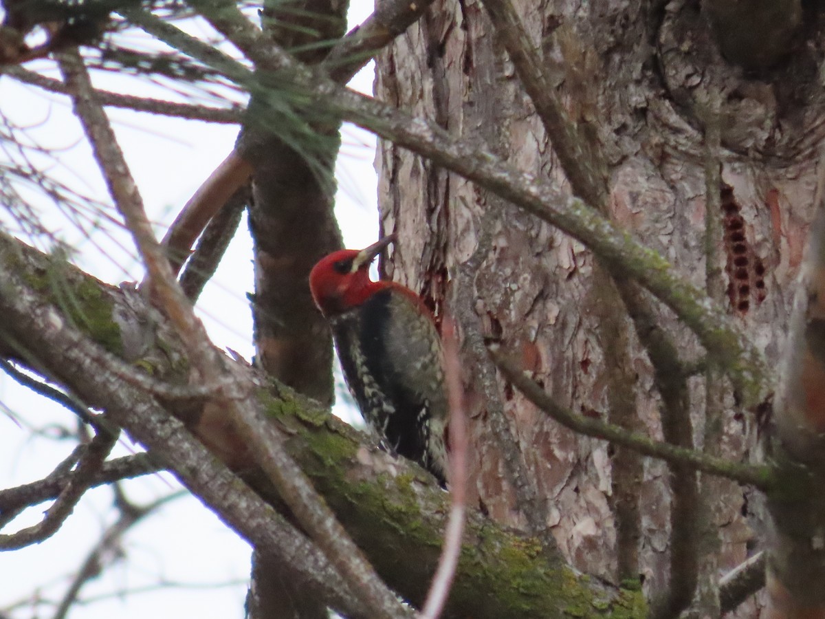 Red-breasted Sapsucker - ML616095225