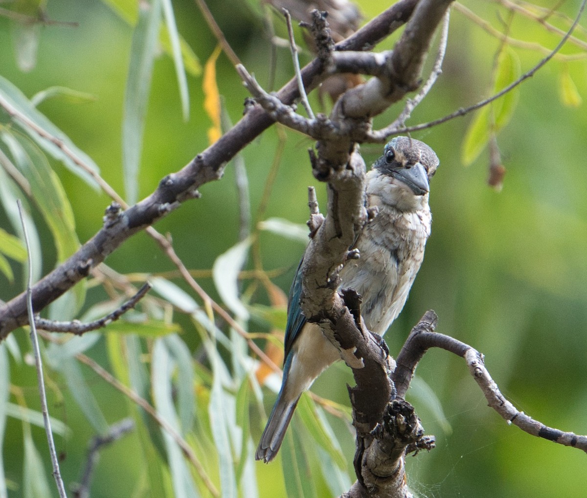 Sacred Kingfisher (Australasian) - ML616095284