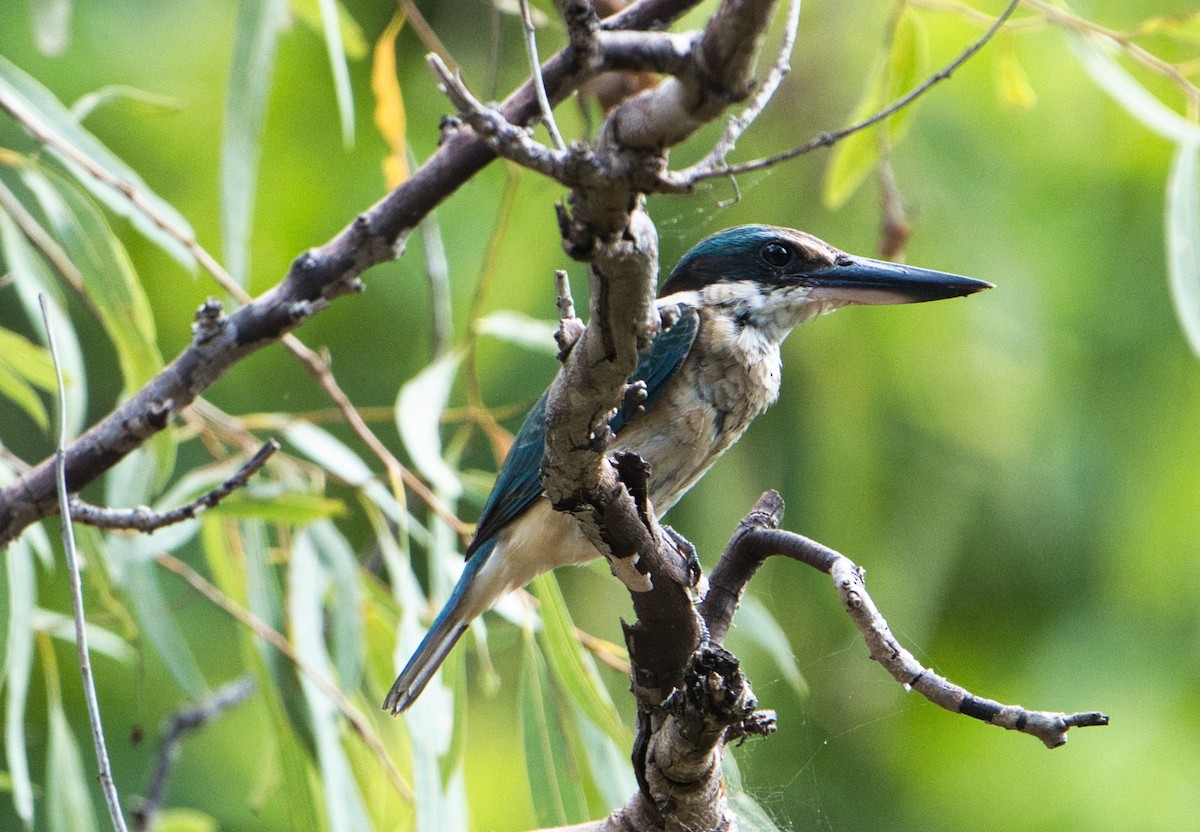 Sacred Kingfisher (Australasian) - ML616095285