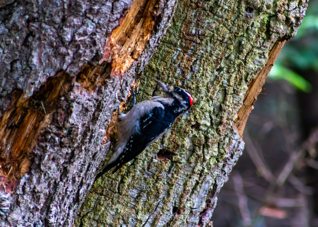 Hairy Woodpecker (Pacific) - ML616095316