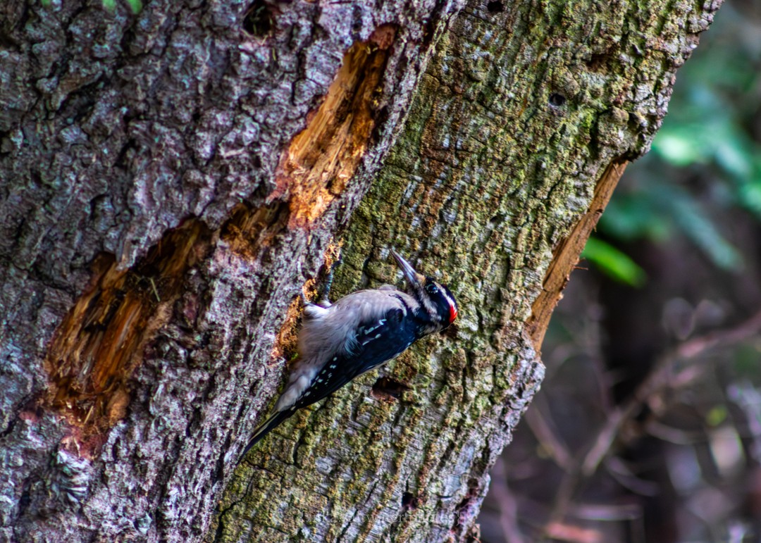 Hairy Woodpecker (Pacific) - Antaya Schneider