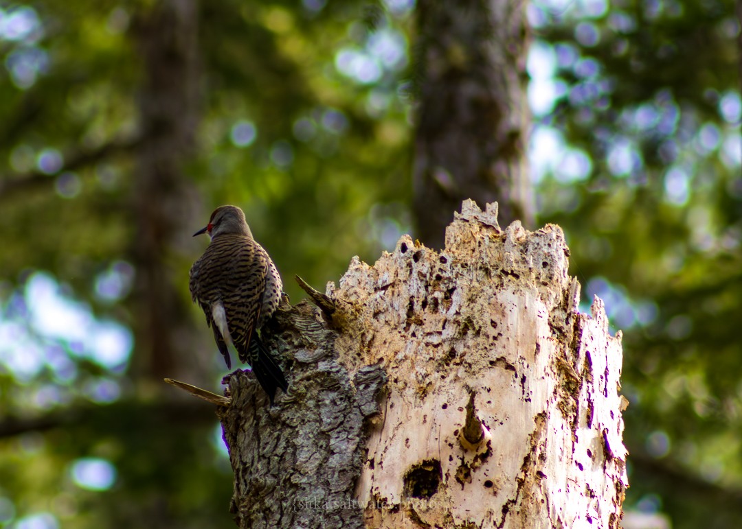 Northern Flicker (Red-shafted) - ML616095324