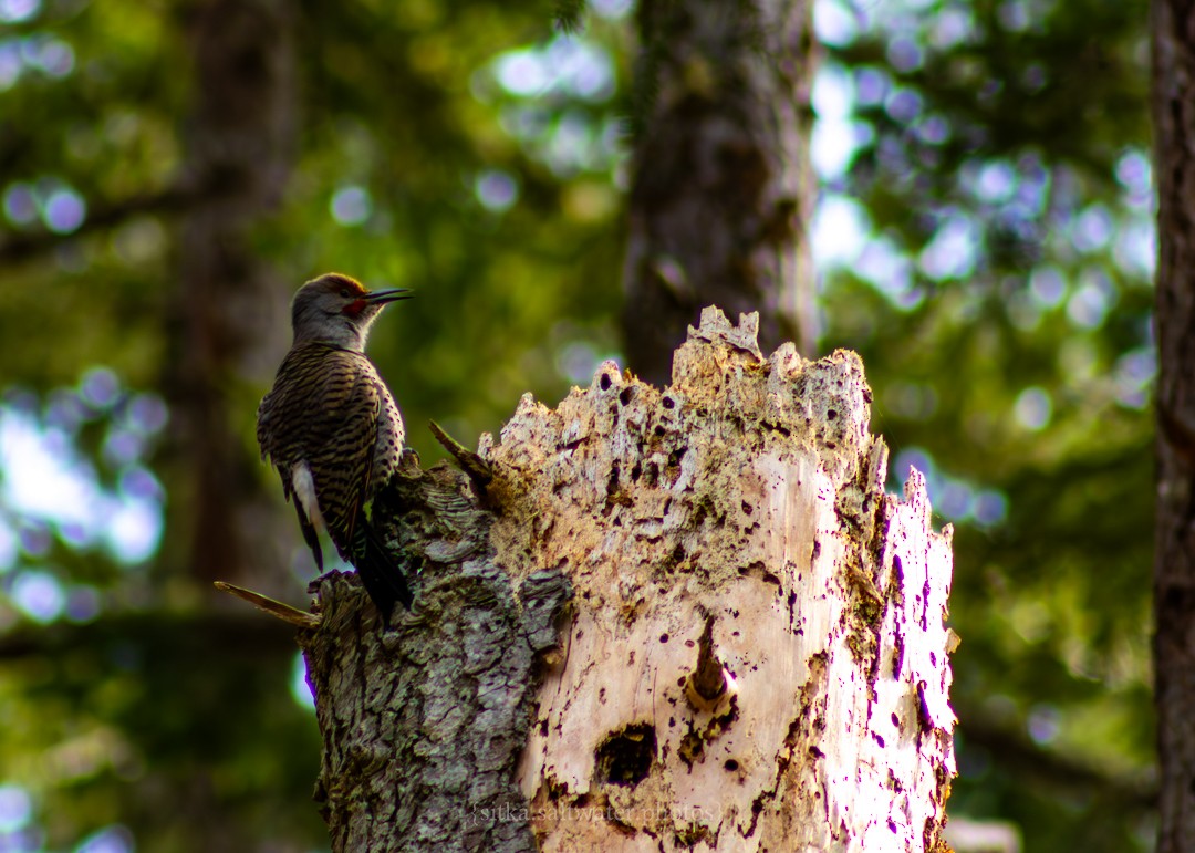 Northern Flicker (Red-shafted) - ML616095325