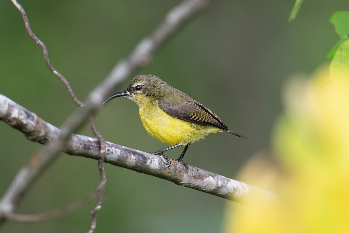 Apricot-breasted Sunbird - Mike Hooper