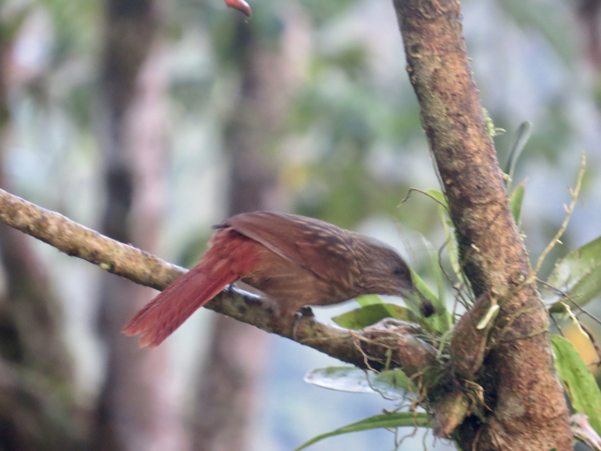 Strong-billed Woodcreeper (Andean/Northern) - ML616095426