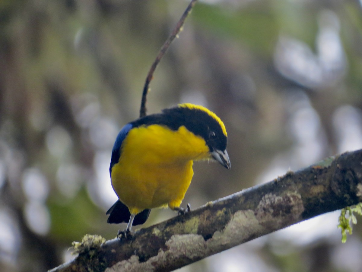 Blue-winged Mountain Tanager (Blue-winged) - ML616095496